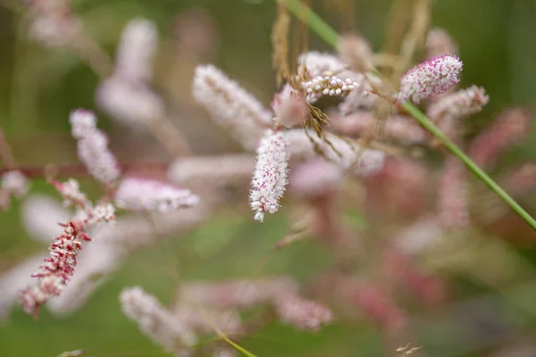 Tamarix canariensis — Stock Fotó