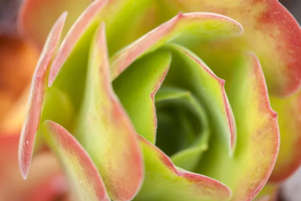 Roseta de hojas de Aeonium canariense ssp virgineum —  Fotos de Stock