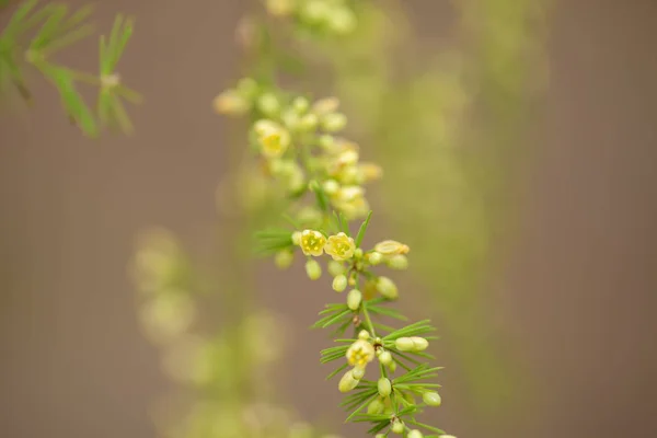 Espargos scoparius floração — Fotografia de Stock