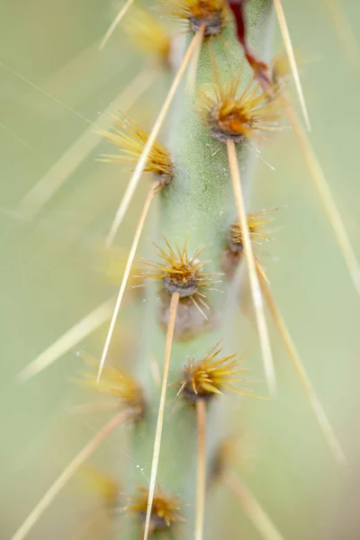 Opuntia linguiformis sharp spines — Stock Photo, Image