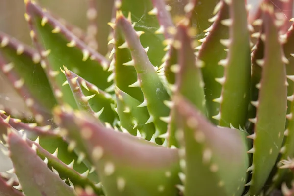 Succulente installatie achtergrond — Stockfoto