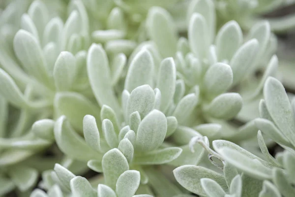 Helichrysum gossypinum, bavlněná vlna trvalá — Stock fotografie