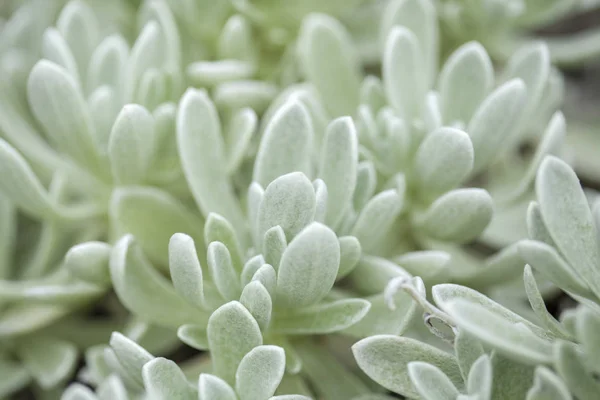 Helichrysum gossypinum, cotton wool everlasting — Stock Photo, Image