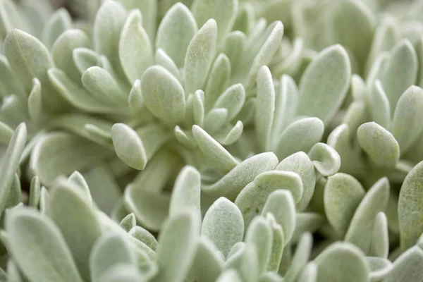 Helichrysum gossypinum, cotton wool everlasting — Stock Photo, Image