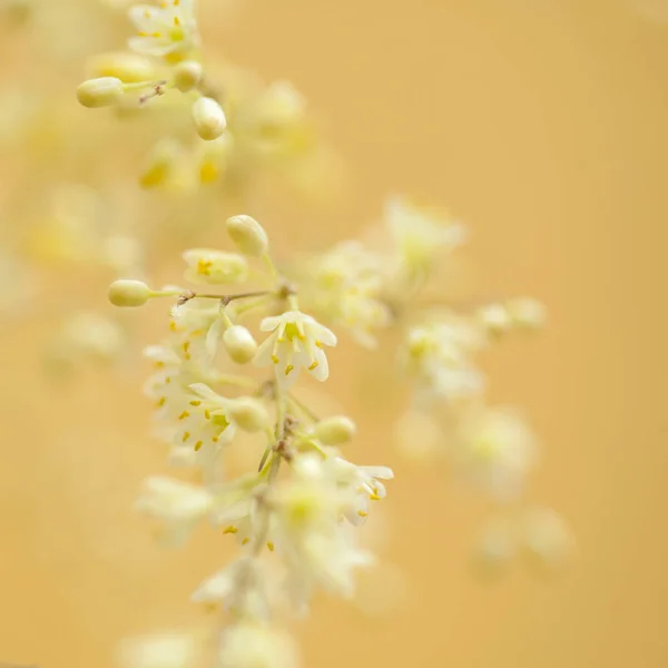 Asparagus scoparius  fkowering — Stock Photo, Image