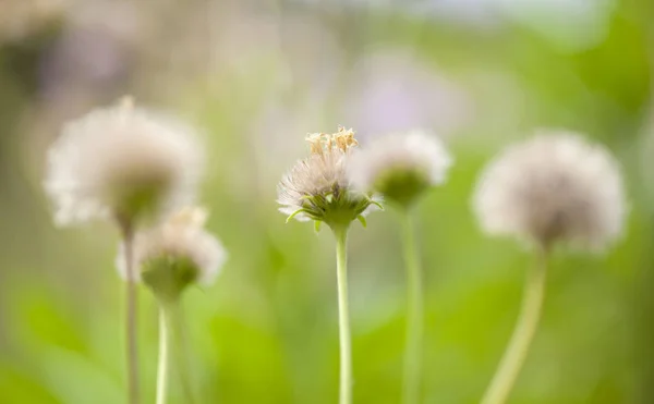 Semeno ppterocefalus dumetorum — Stock fotografie