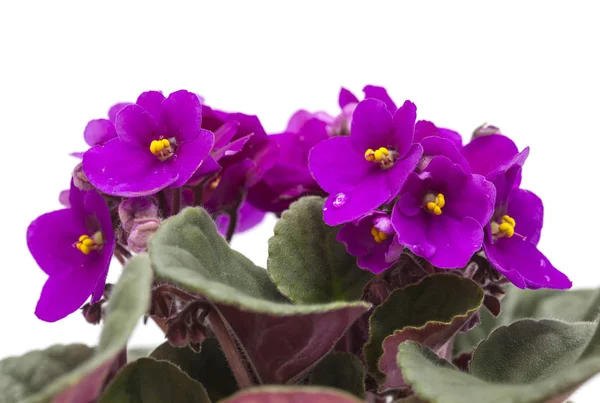 Violeta africana púrpura —  Fotos de Stock