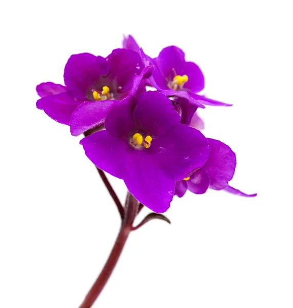 Paarse Afrikaanse violet — Stockfoto