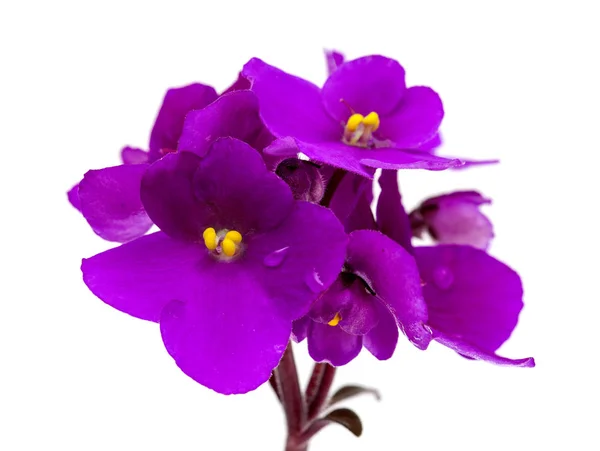 紫色非洲紫罗兰 — 图库照片
