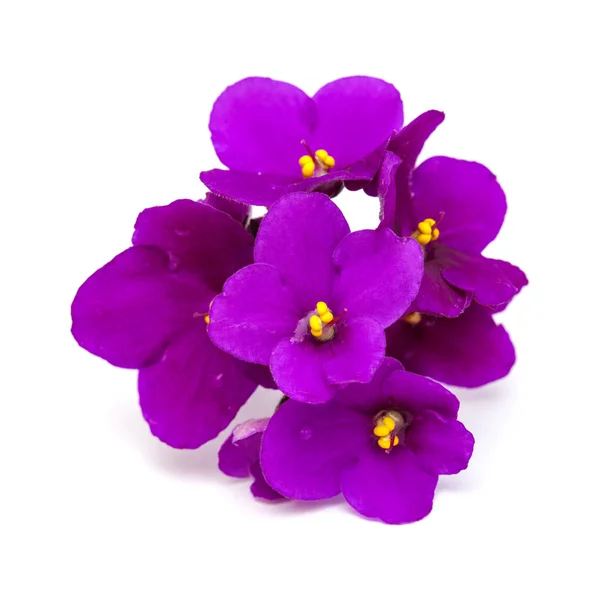 Violeta africana púrpura —  Fotos de Stock