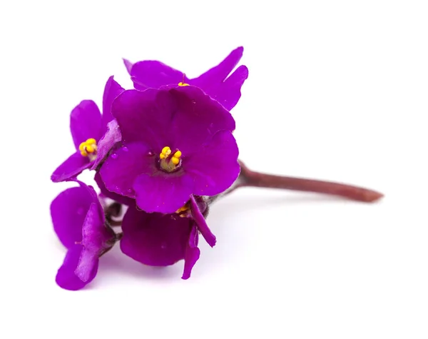 Paarse Afrikaanse violet — Stockfoto