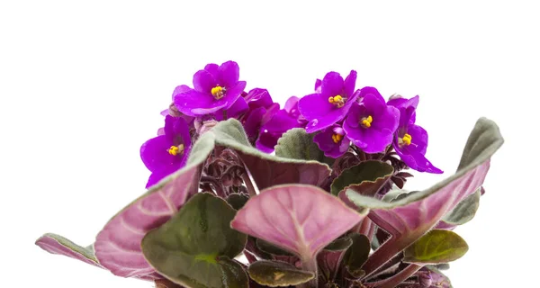 Purple african violet — Stock Photo, Image