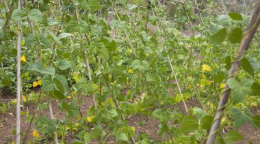 Gran Canaria, Ağustos