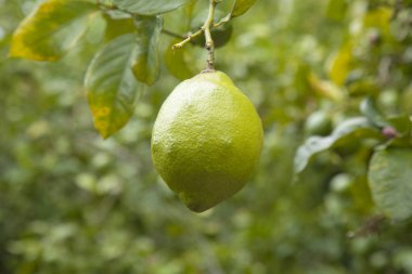 Gran Canaria, Ağustos