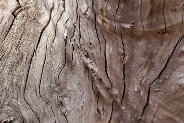 Fondo del árbol muerto —  Fotos de Stock