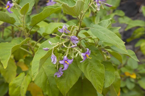 Solanum vespertilio floral background — Stock Photo, Image