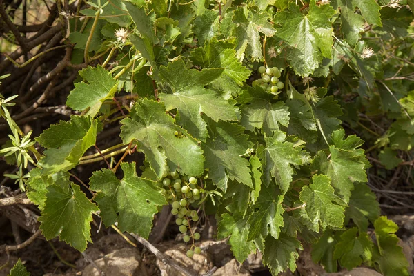 Gran Canaria, Ağustos