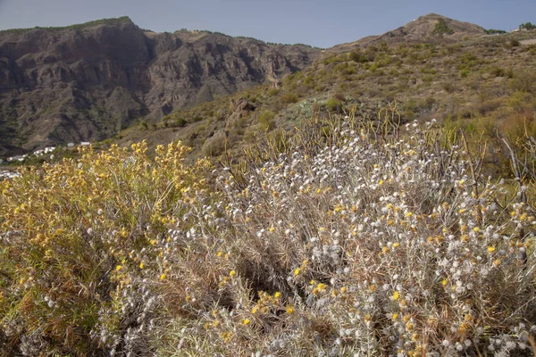 Gran Canaria Flora - çiçekli Carlina