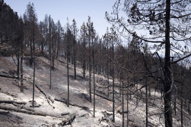 Gran Canaria orman yangını sonrası Ağustos 2019
