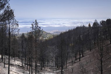 Gran Canaria after wild fire clipart