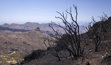 Gran Canaria vahşi yangından sonra