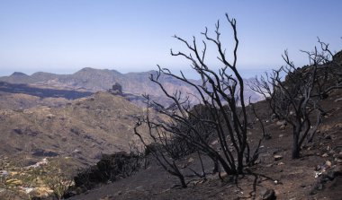 Gran Canaria after wild fire clipart