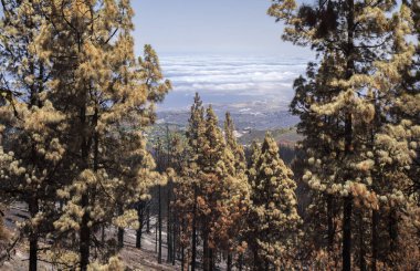 Gran Canaria vahşi yangından sonra