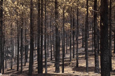 Gran Canaria vahşi yangından sonra