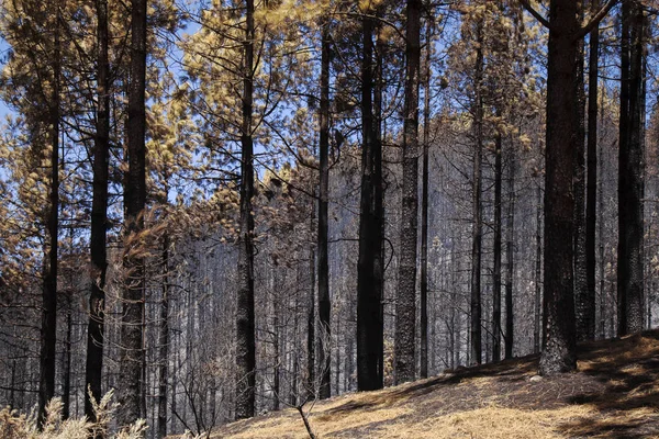 Gran Canaria after wild fire