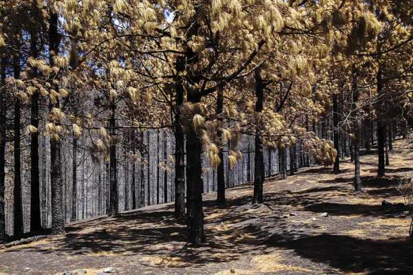 Gran Canaria after wild fire