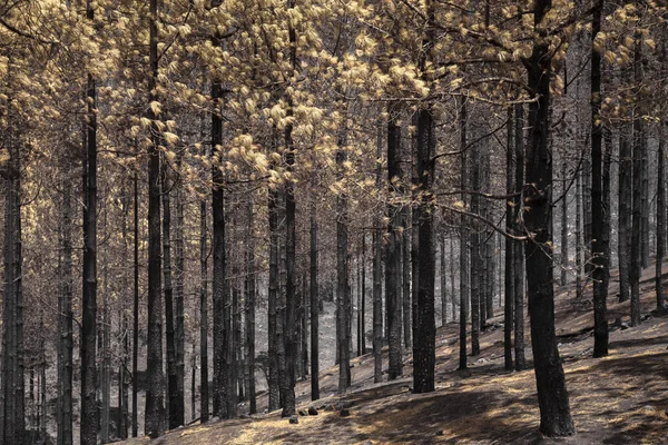 Gran Canaria after wild fire — Stock Photo, Image