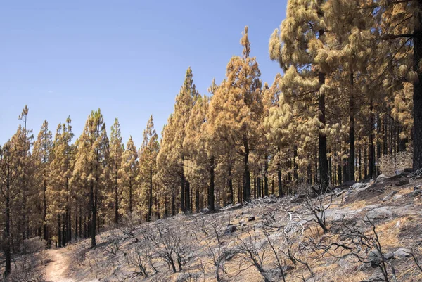 Gran Canaria after wild fire