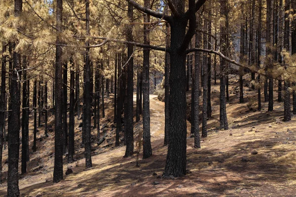 Gran Canaria after wild fire