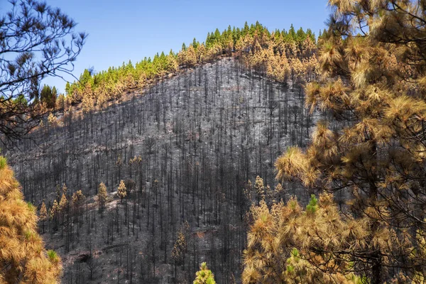 Gran Canaria after wild fire