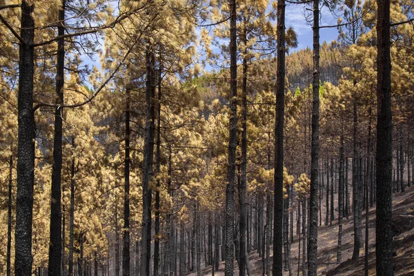 Gran Canaria po pożarze — Zdjęcie stockowe