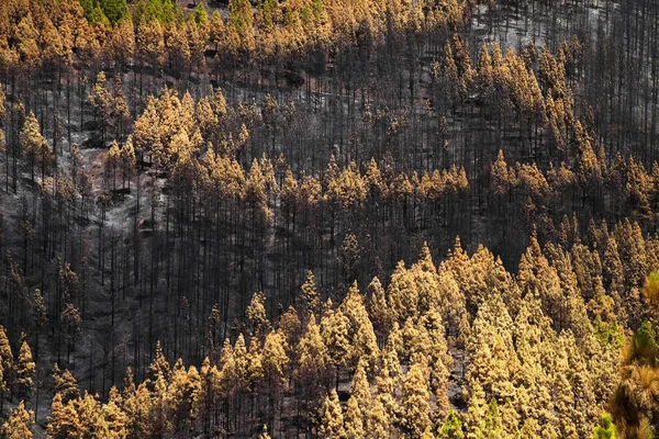 Gran Canaria after wild fire