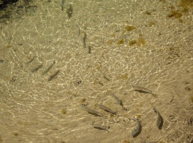 balık ile doğal arka plan