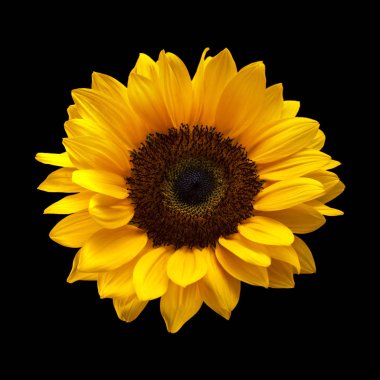sunflower isolated on black clipart