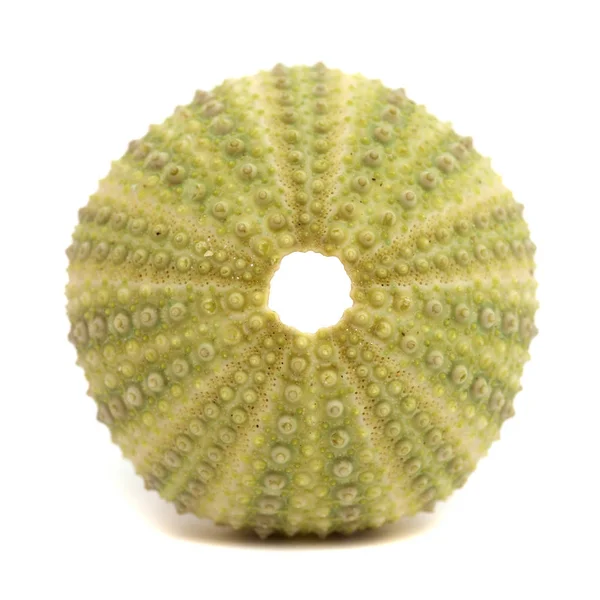 Sea urchin skeleton — Stock Photo, Image