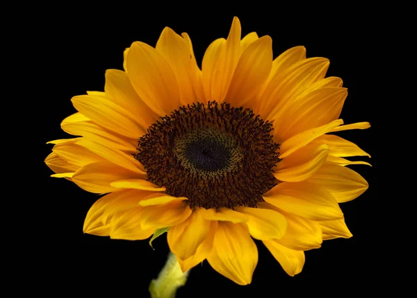 sunflower isolated on black