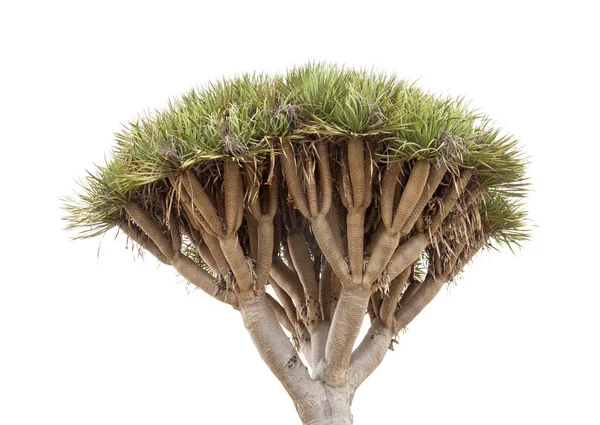 Dracaena draco, dragón canario, aislado en blanco —  Fotos de Stock