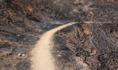 Gran Canaria vahşi yangından sonra