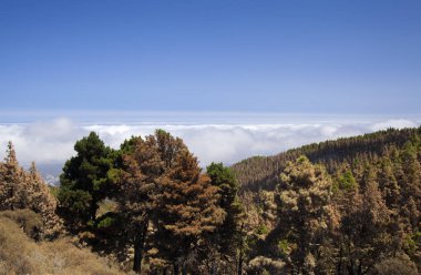 Gran Canaria vahşi yangından sonra