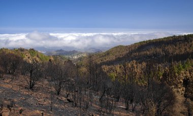 Gran Canaria vahşi yangından sonra