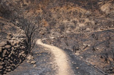 Gran Canaria vahşi yangından sonra