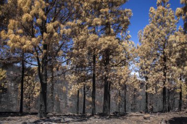 Gran Canaria vahşi yangından sonra