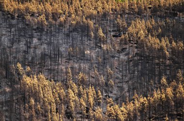 Gran Canaria vahşi yangından sonra
