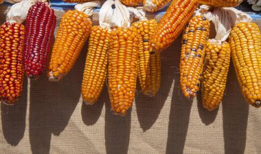 kurutulmuş Mısır arka plan 