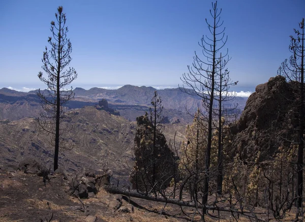 Gran Canaria vahşi yangından sonra
