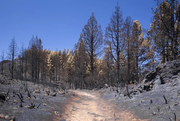 Gran Canaria after wild fire